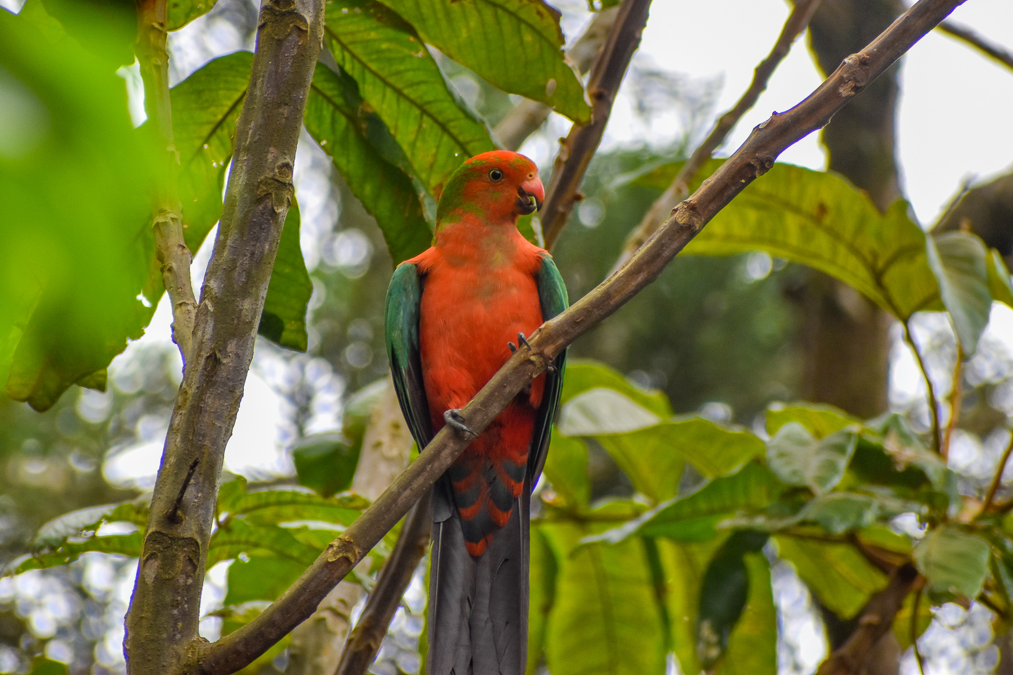 wild - Australian King Parrot (Alisterus scapularis)