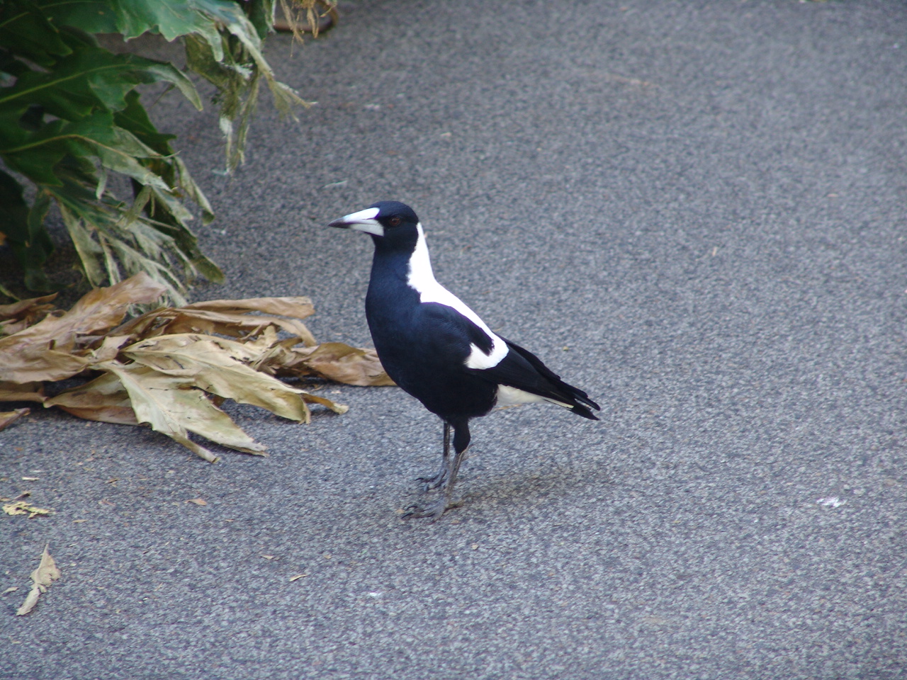 Wild Australian Magpie (Cracticus tibicen) at the zoo