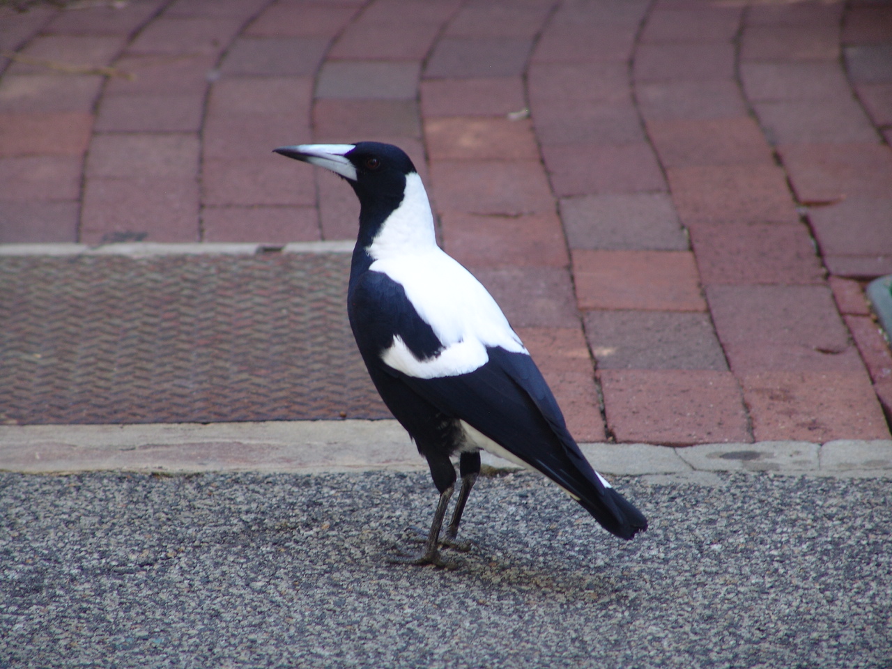 Wild Australian Magpie (Cracticus tibicen) at the zoo