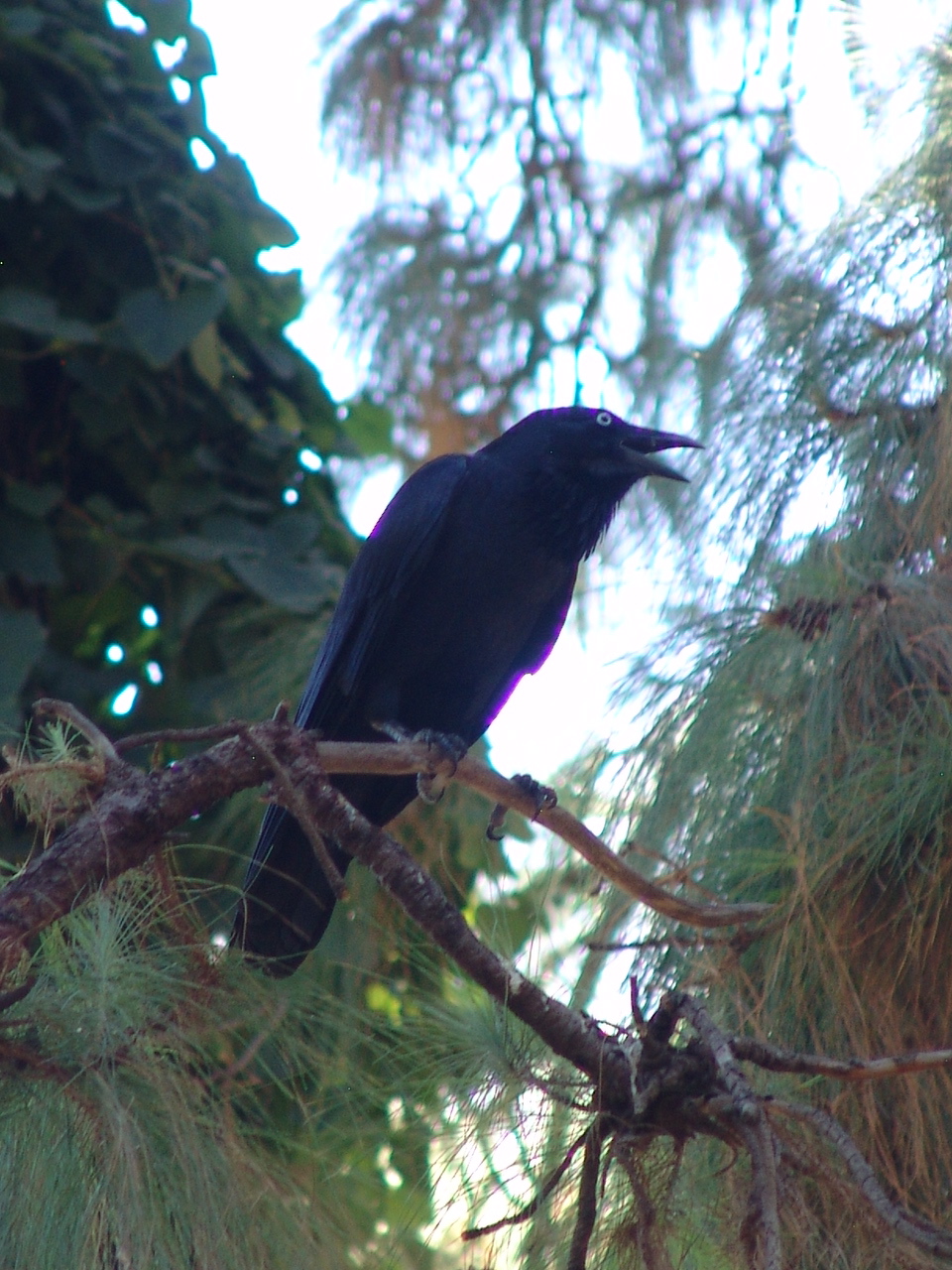 Wild Australian Raven (Corvus coronoides) at the zoo