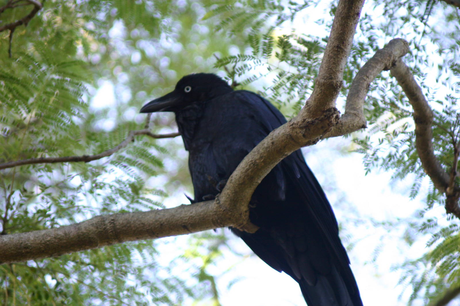 Wild Australian Raven, Taronga Zoo