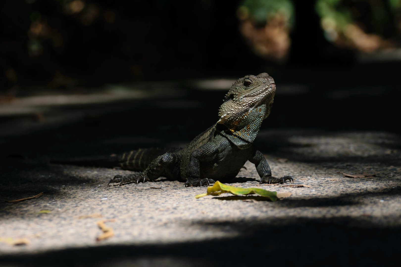 Wild Australian Water Dragon