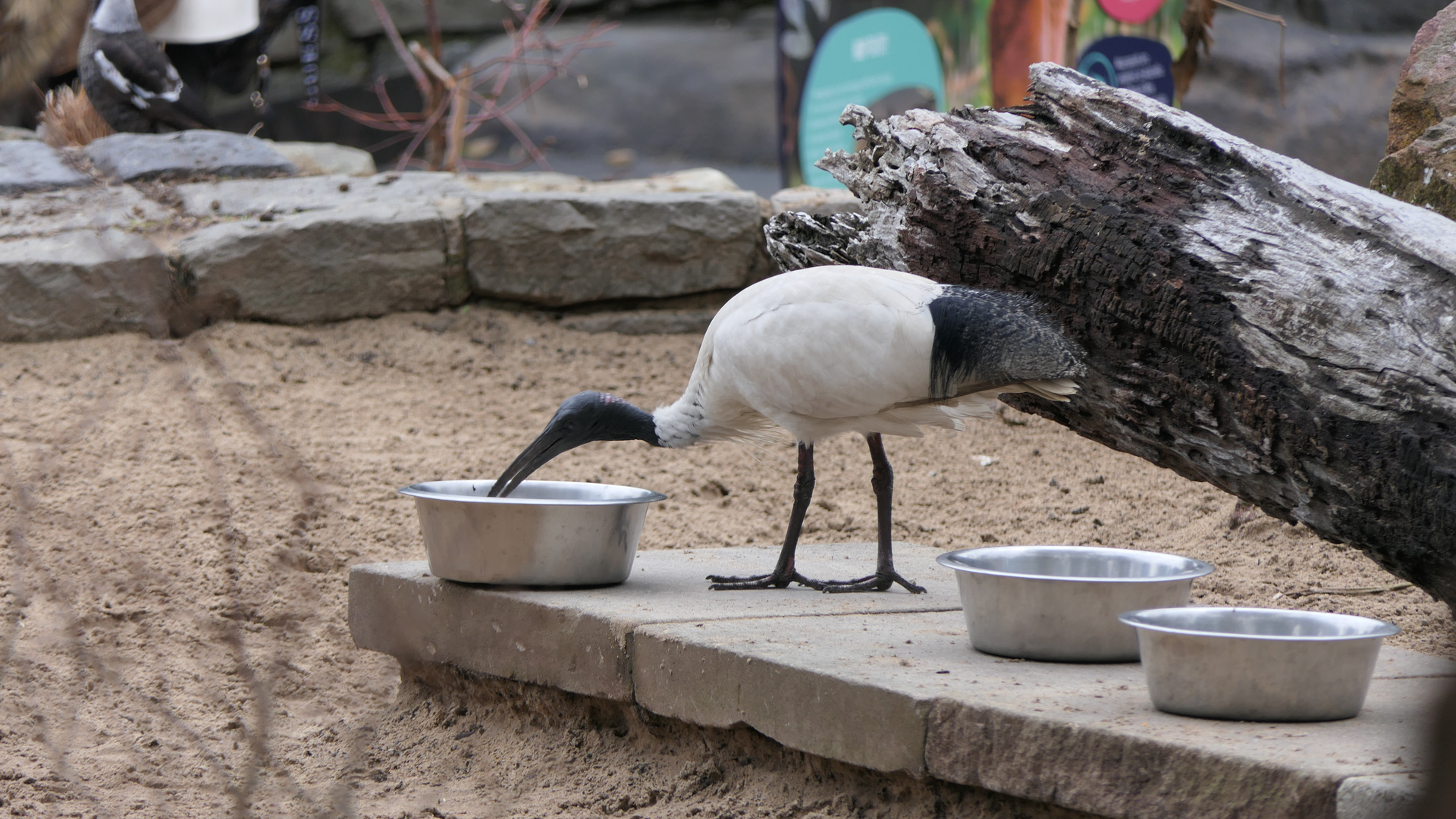 Wild Australian White Ibis stealing Emu feed