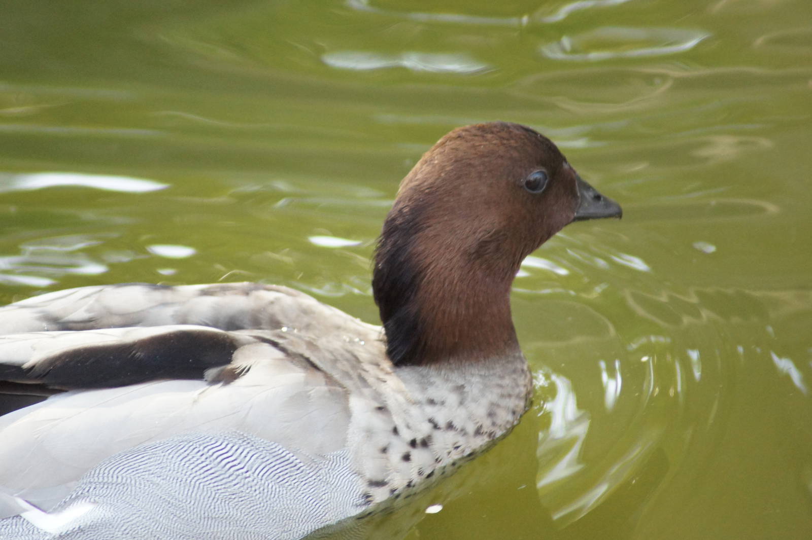 Wild Australian Wood Duck