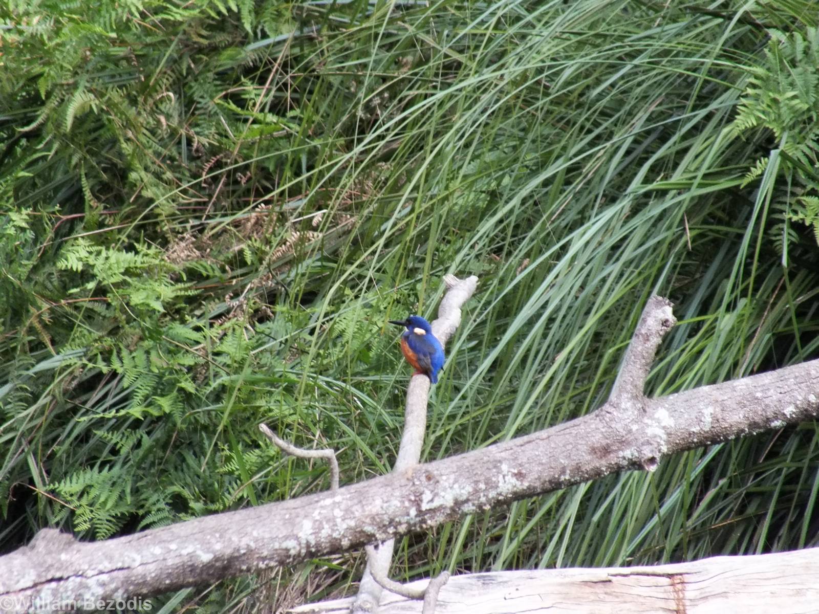Wild Azure Kingfisher