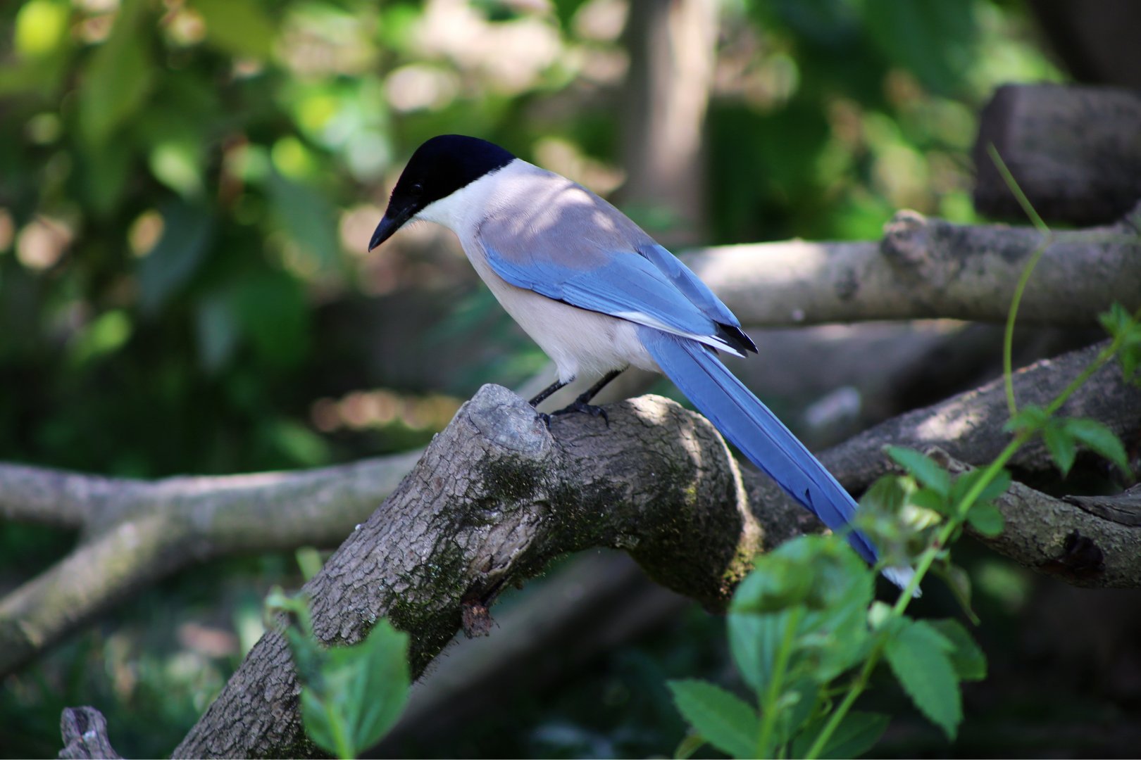 Wild Azure-winged Magpie