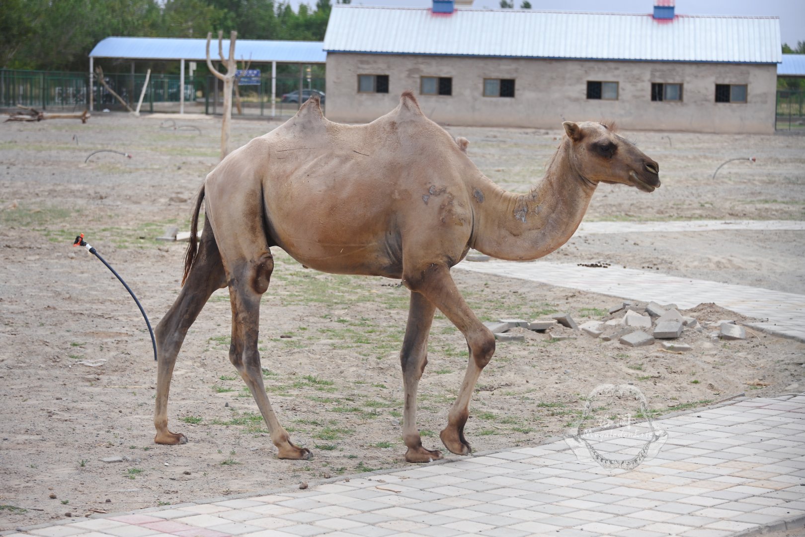 Wild bactrian camel/Camelus ferus