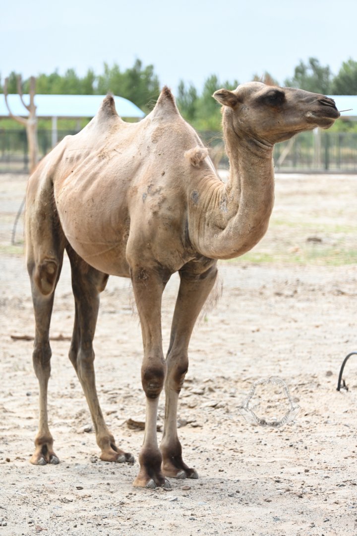 Wild bactrian camel/Camelus ferus