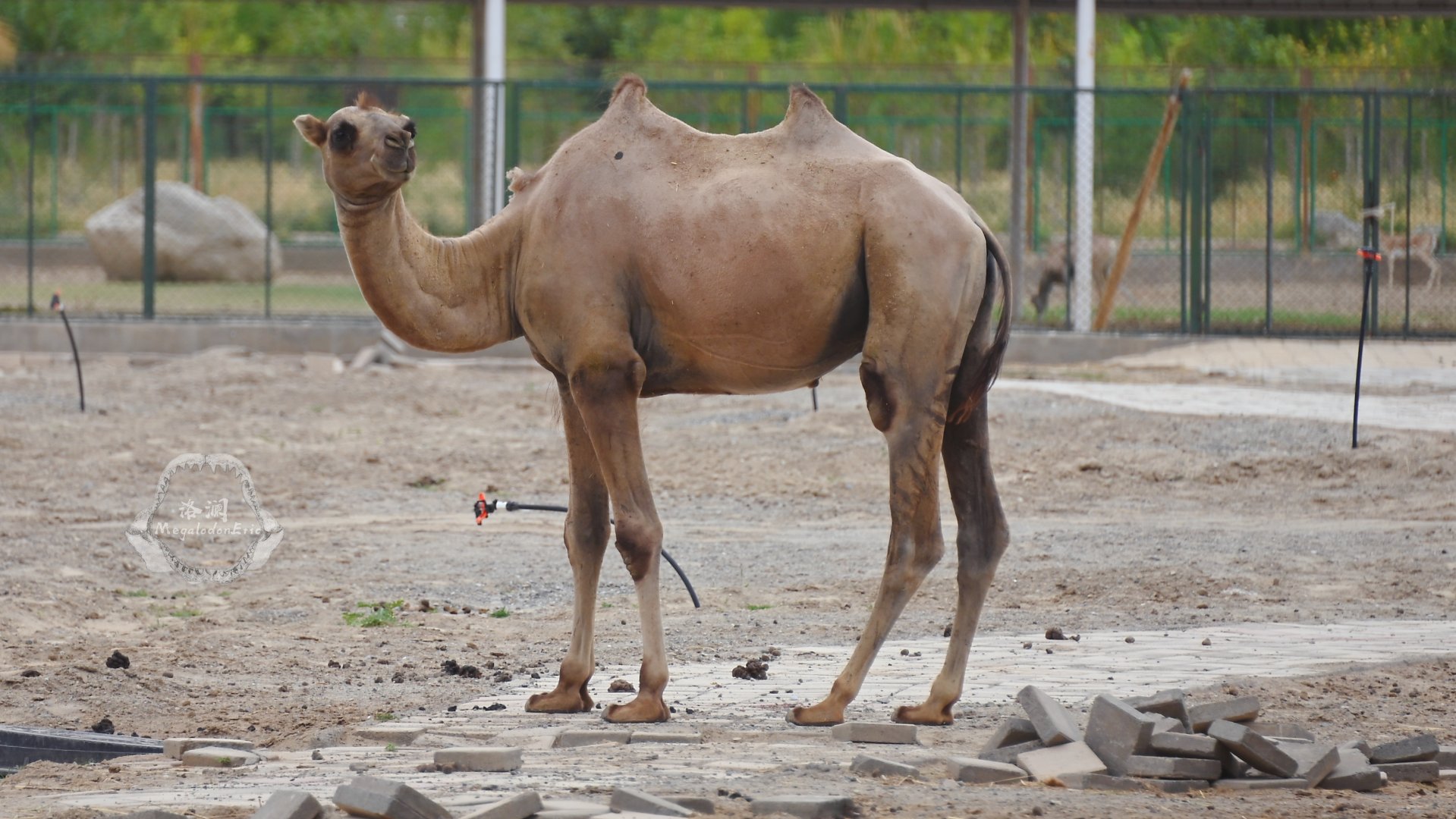 Wild bactrian camel/Camelus ferus