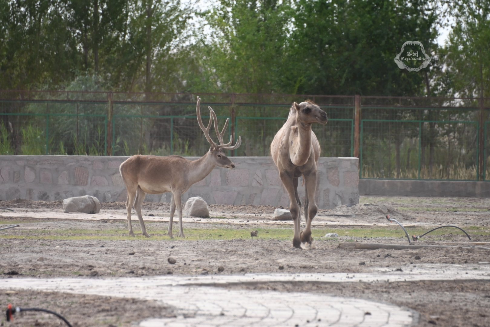 Wild bactrian camel with Yarkard deer