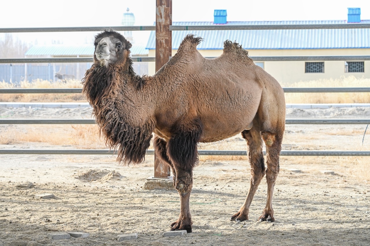 Wild Bactrian Camel