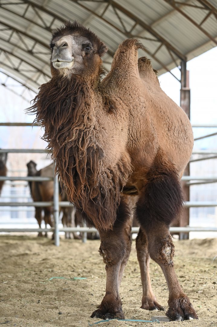 Wild Bactrian Camel