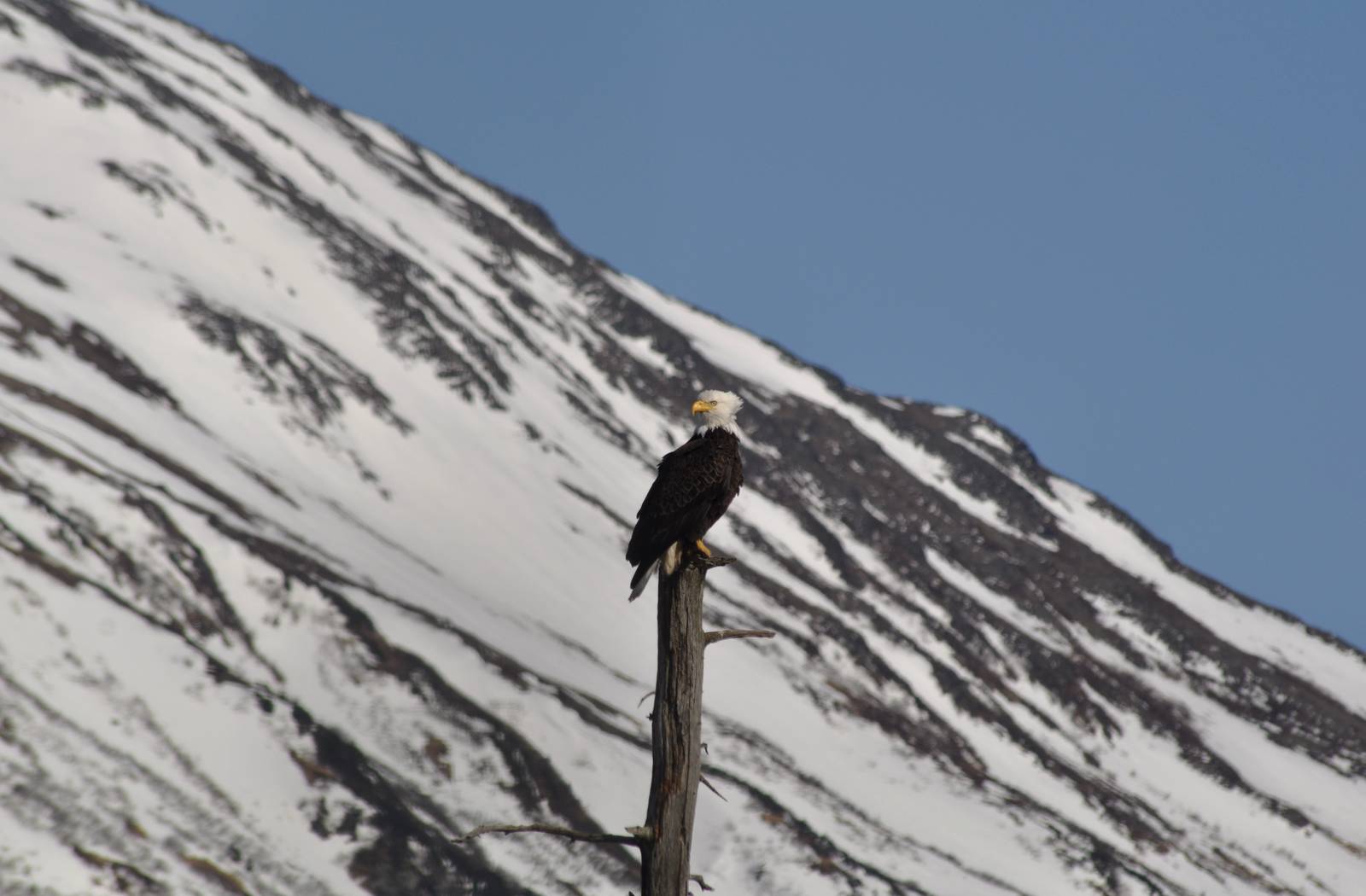 Wild Bald Eagle.