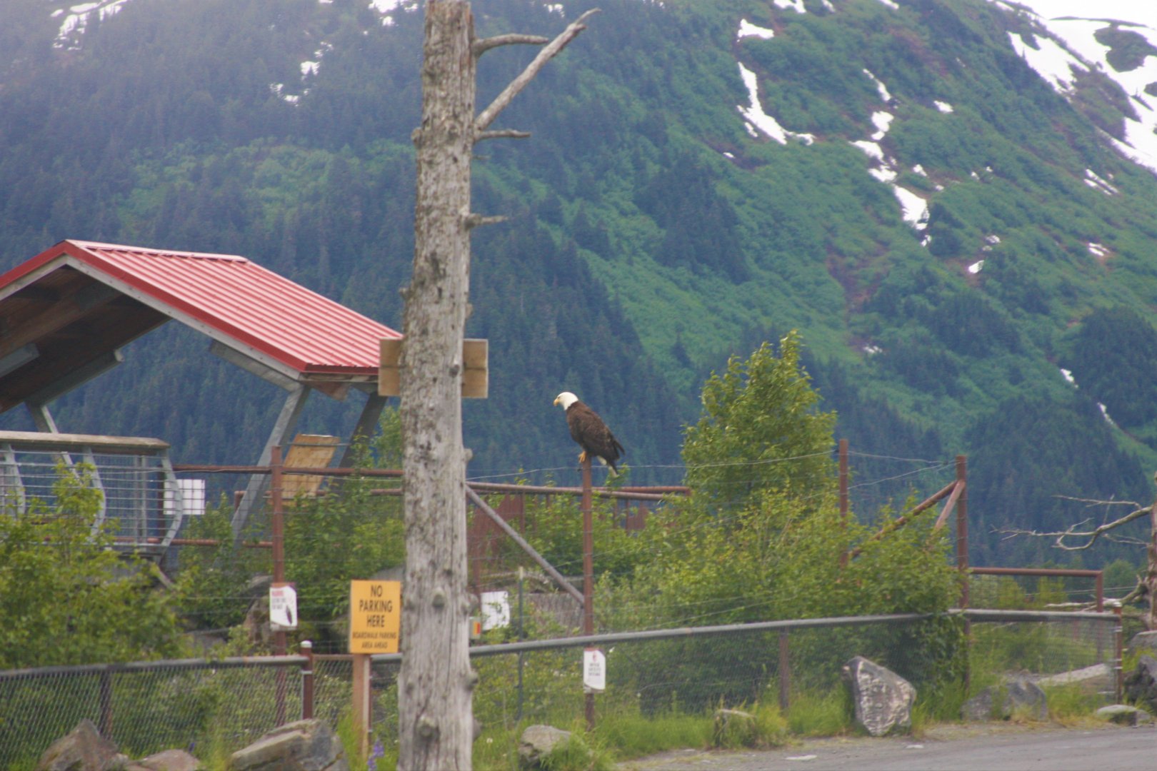 Wild Bald Eagle