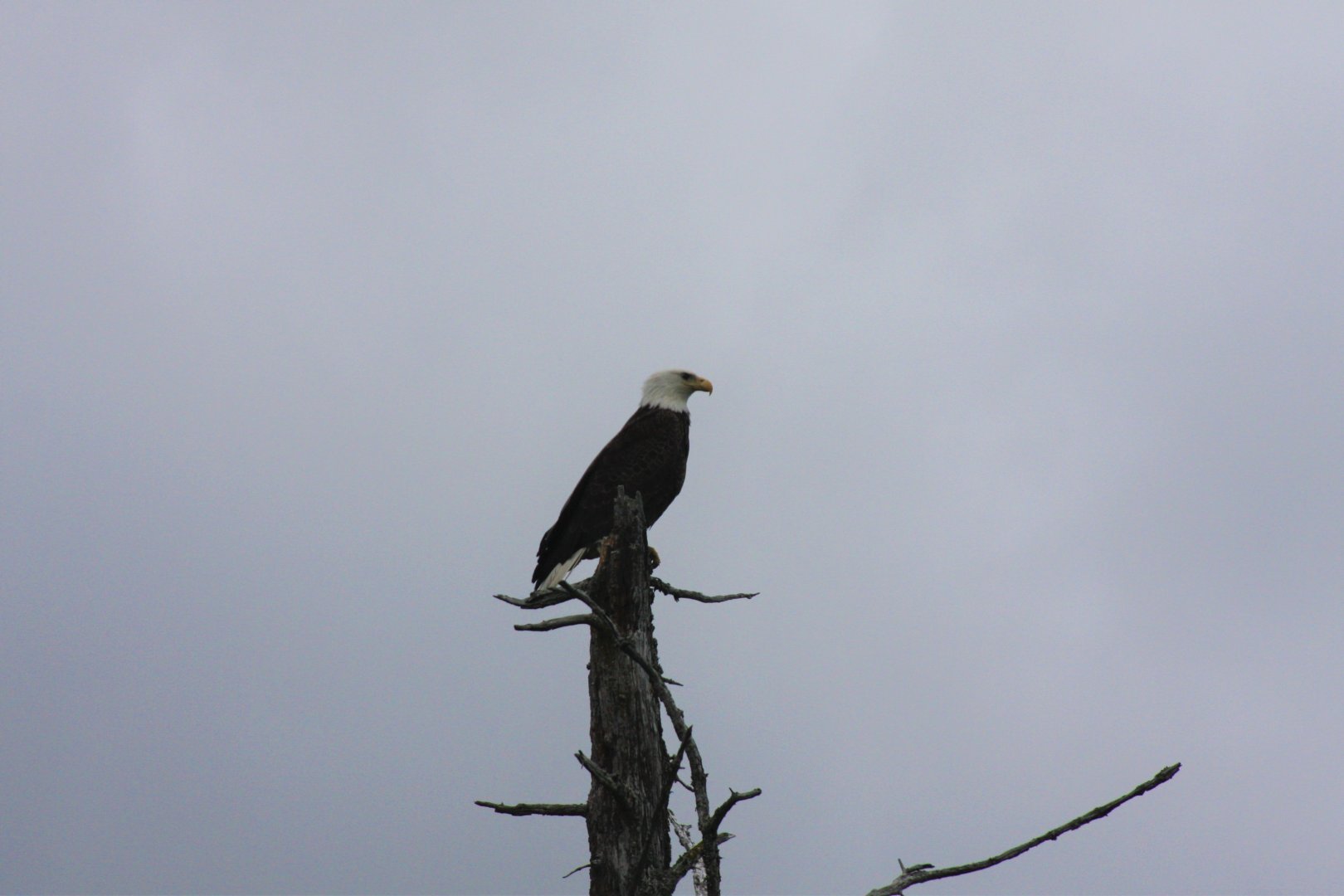 Wild Bald Eagle
