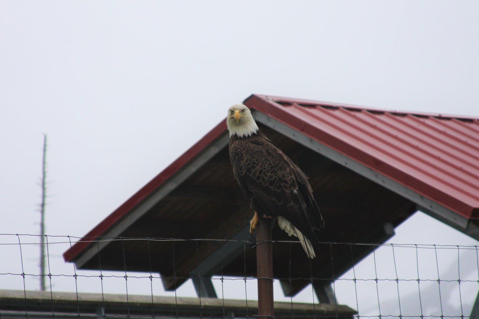 Wild Bald Eagle