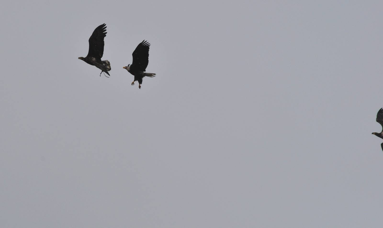 Wild Bald Eagles (scavenging from the Brown Bear Exhibit)
