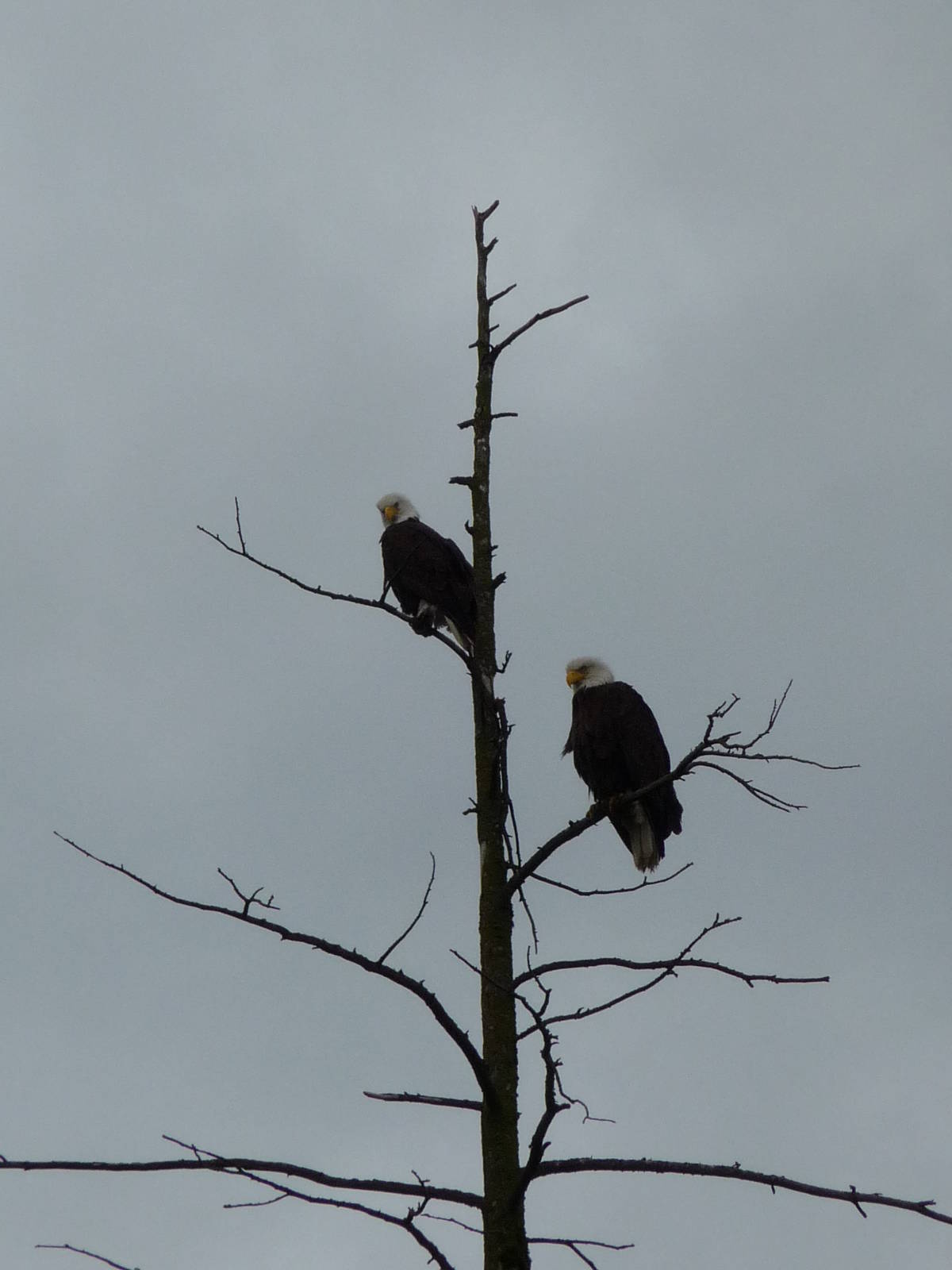 Wild Bald Eagles