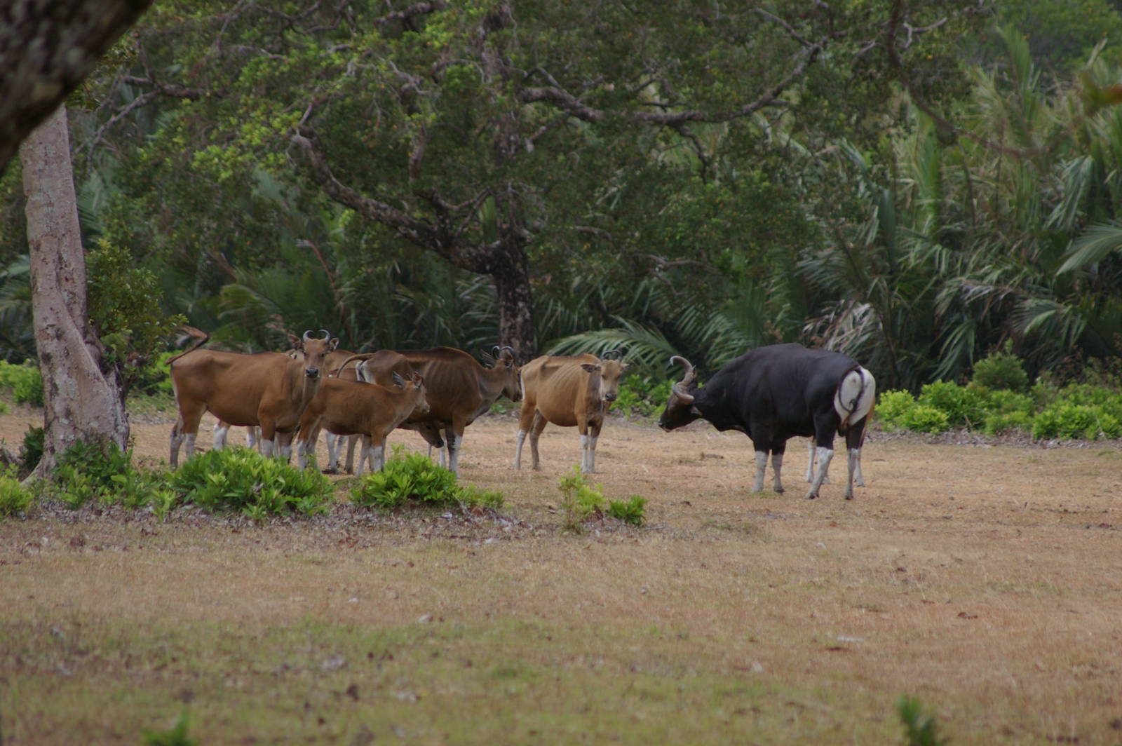 wild banteng (Bos javanicus)