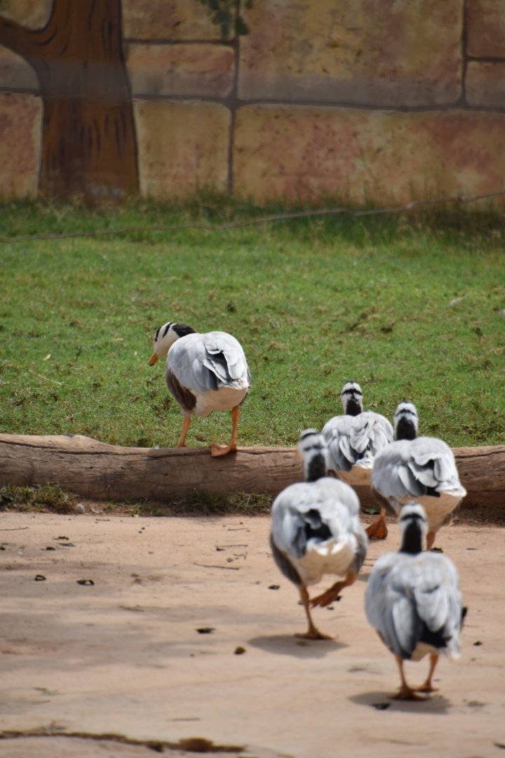 Wild Bar-headed geese
