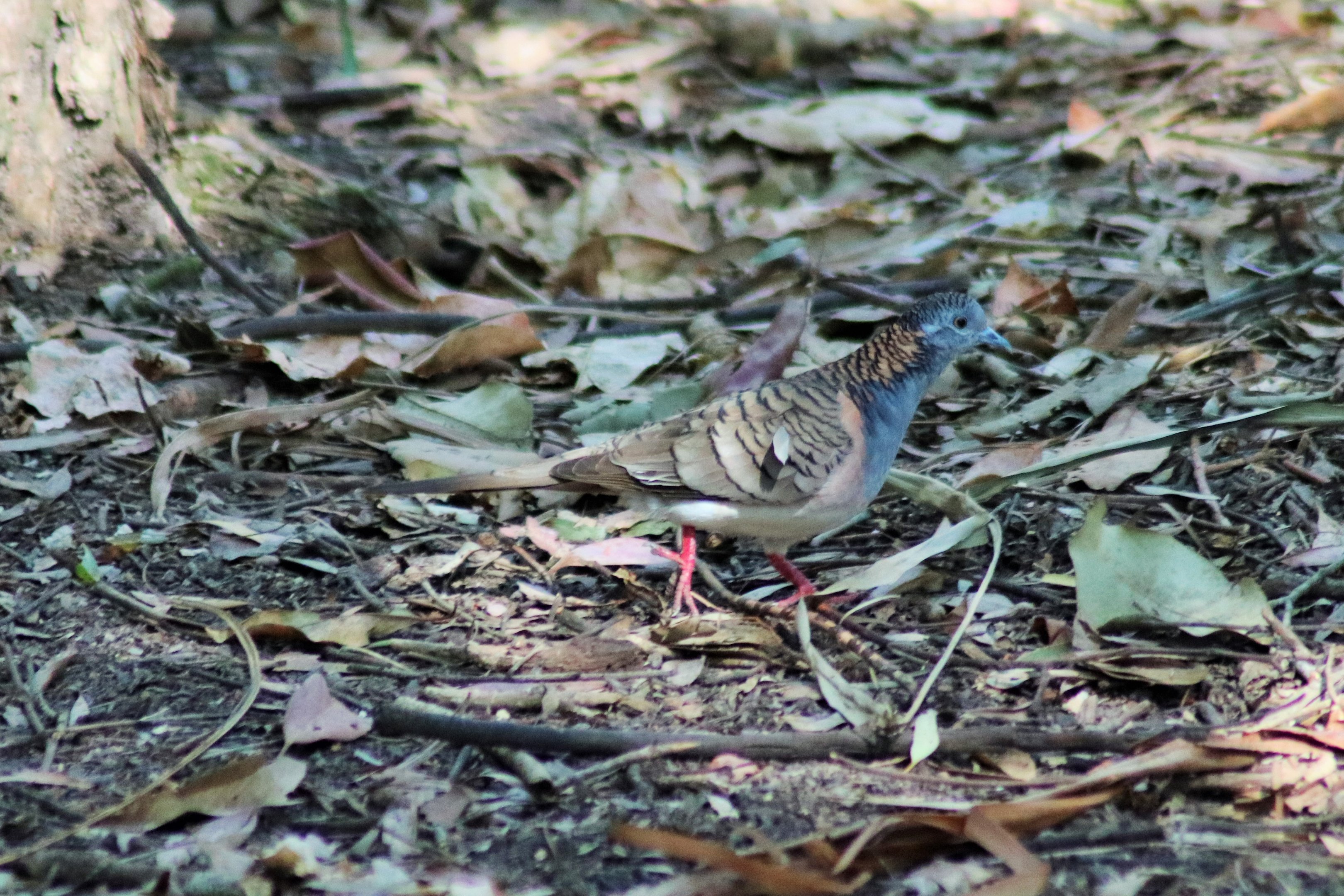 Wild Bar-shouldered Dove (Geopelia humeralis)