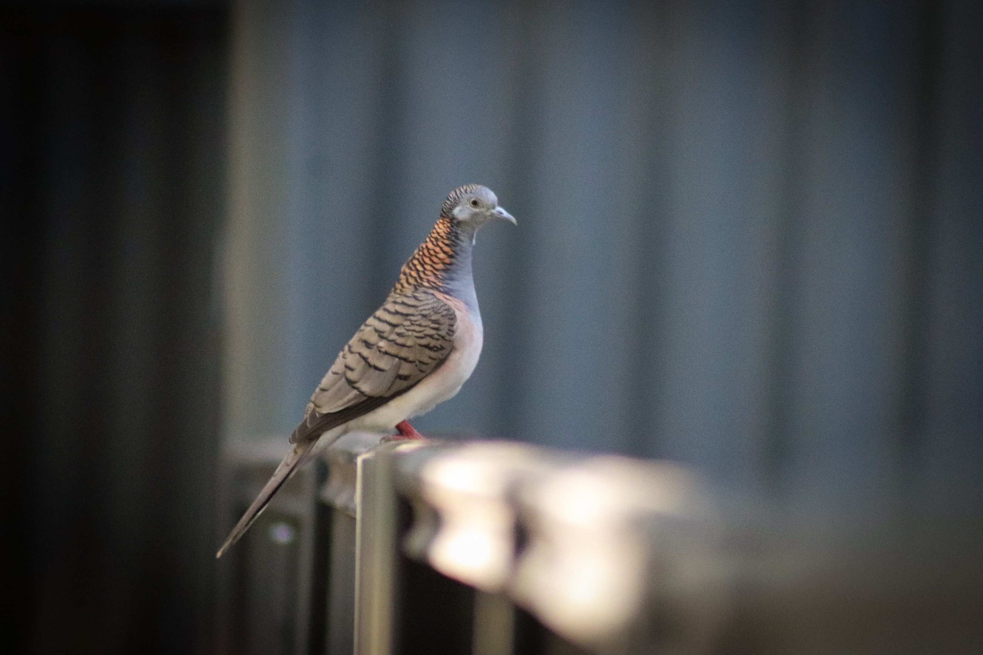 Wild Bar-shouldered Dove (Geopelia humeralis)