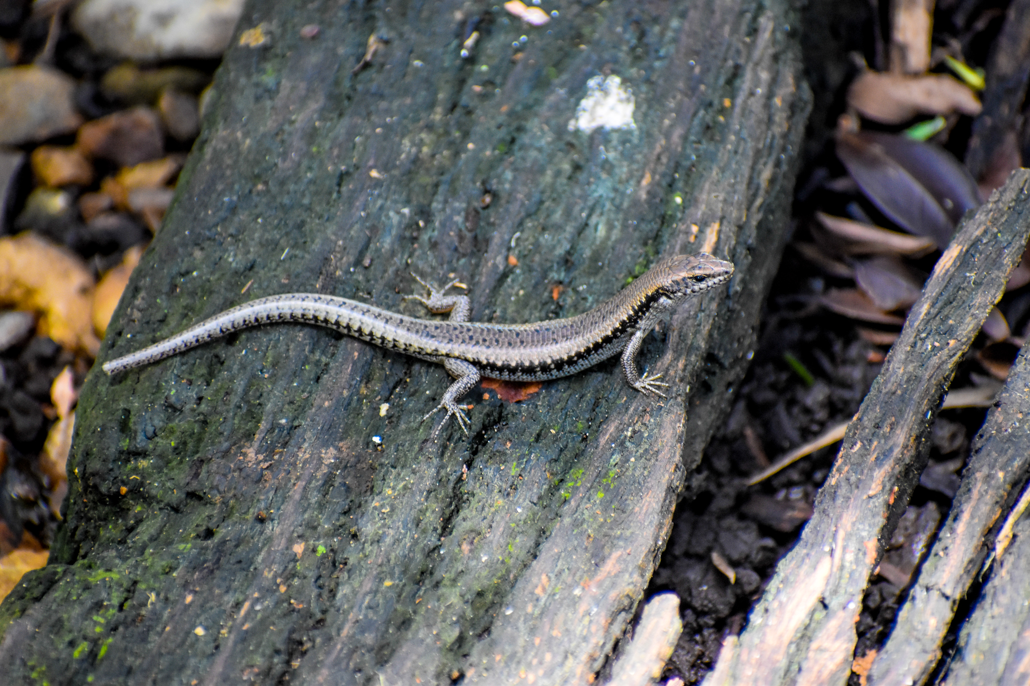wild - Bar-sided Skink (Concinnia tenuis)