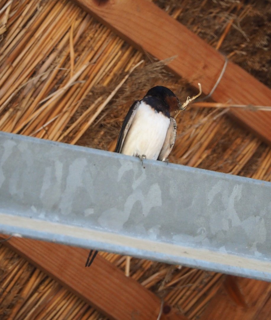Wild Barn swallow (Hirundo rustica), 2021-06-01