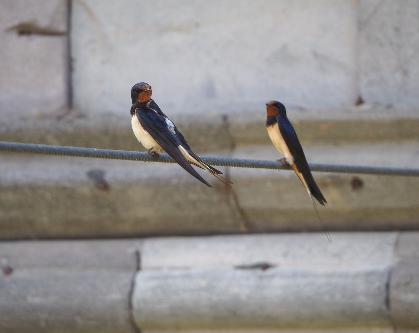 Wild Barn swallow (Hirundo rustica), 2022-06-28