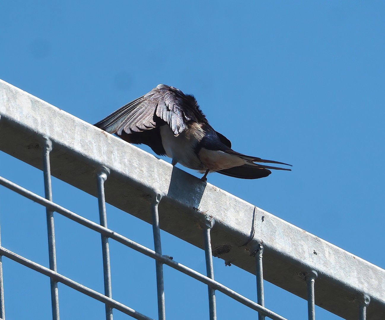 Wild Barn swallow (Hirundo rustica), 2023-05-31
