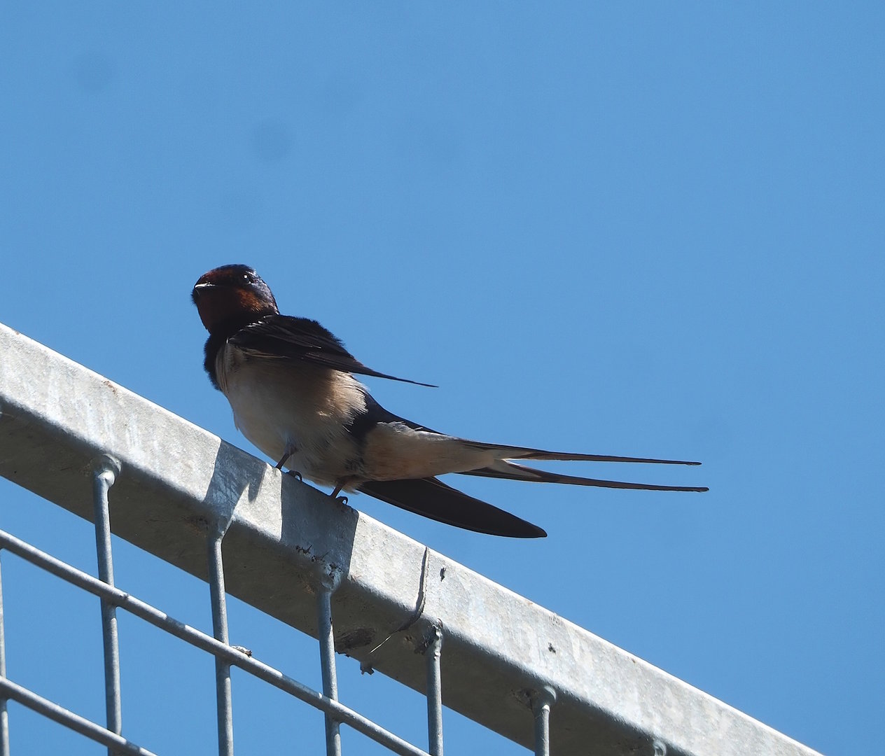 Wild Barn swallow (Hirundo rustica), 2023-05-31