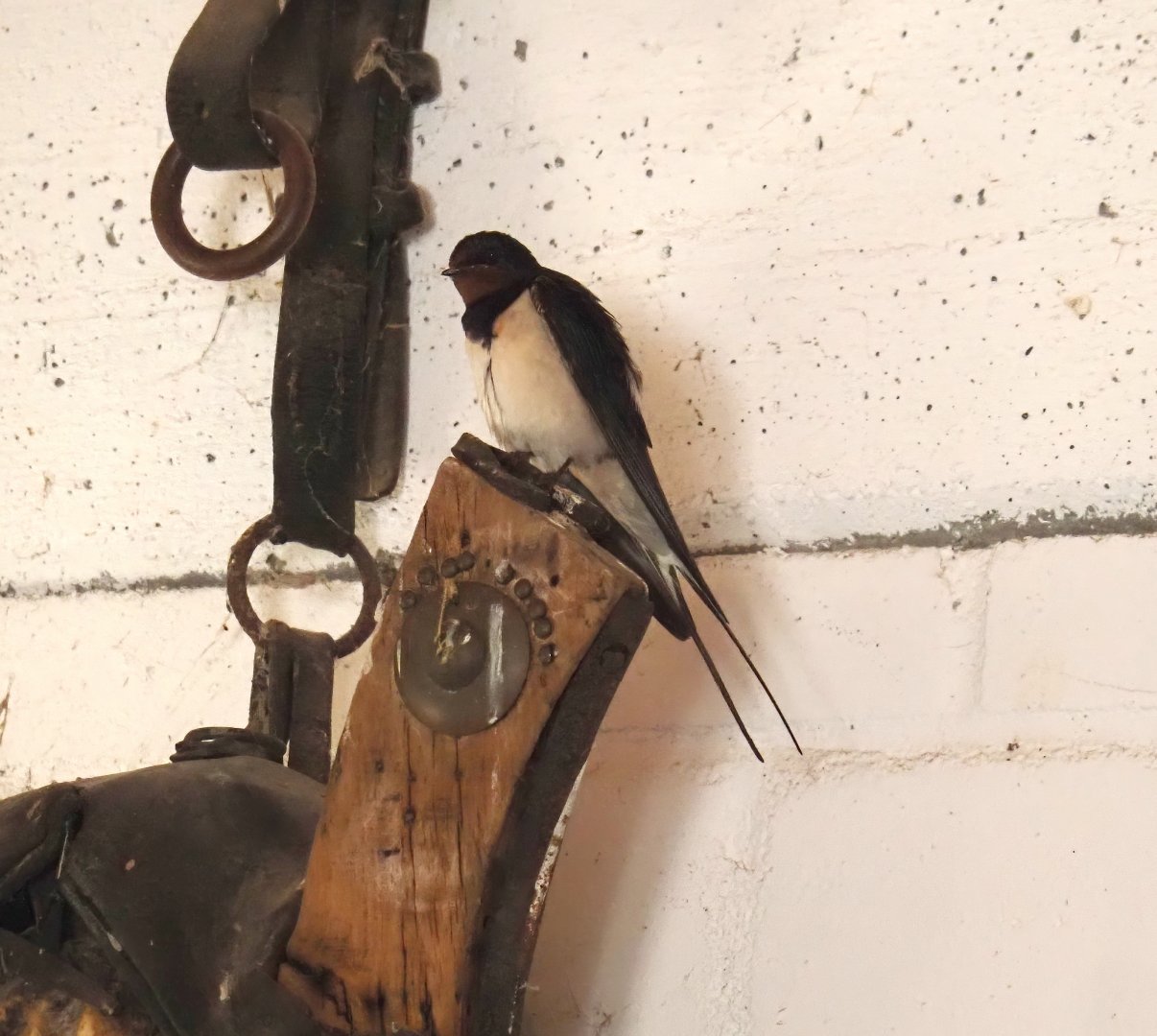 Wild Barn swallow (Hirundo rustica), 2024-06-08
