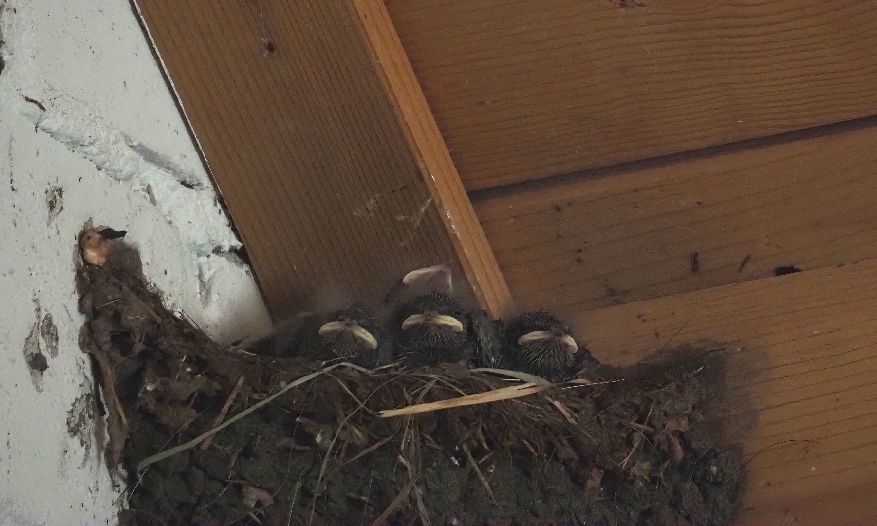 Wild Barn swallow (Hirundo rustica) chicks, 2024-06-08