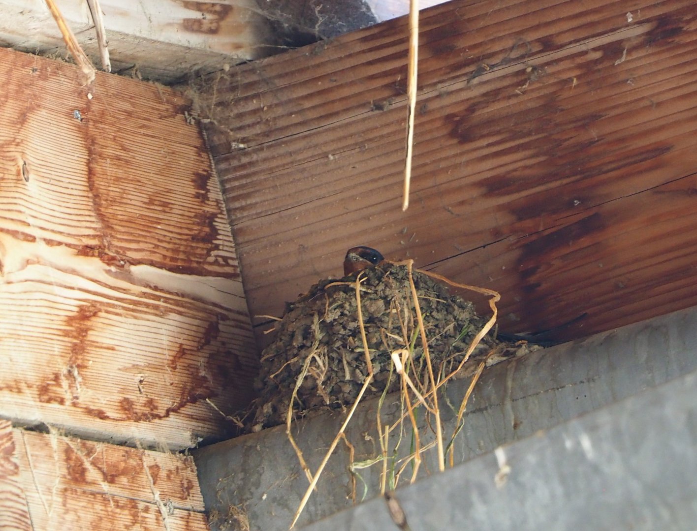 Wild Barn swallow (Hirundo rustica) nest, 2021-06-01