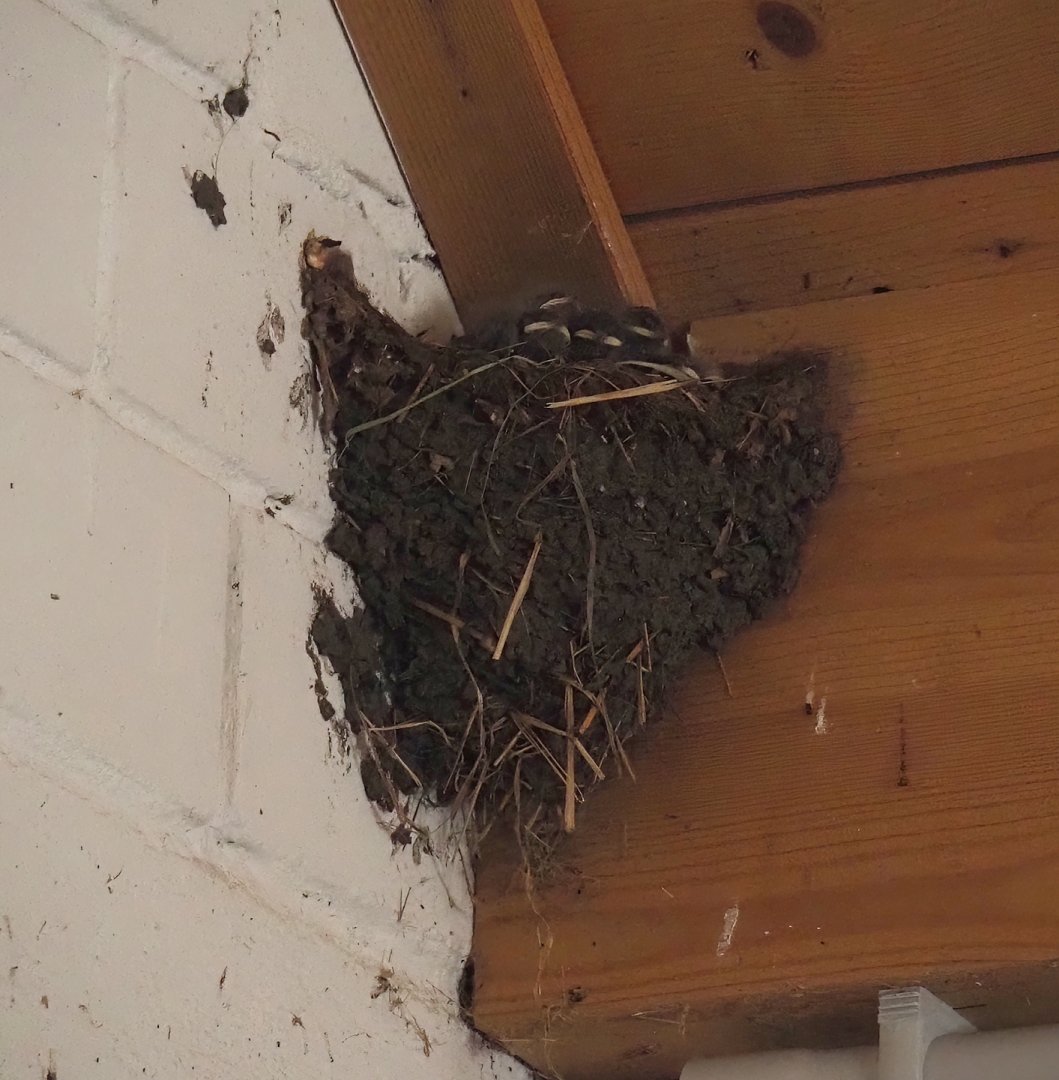 Wild Barn swallow (Hirundo rustica) nest, 2024-06-08