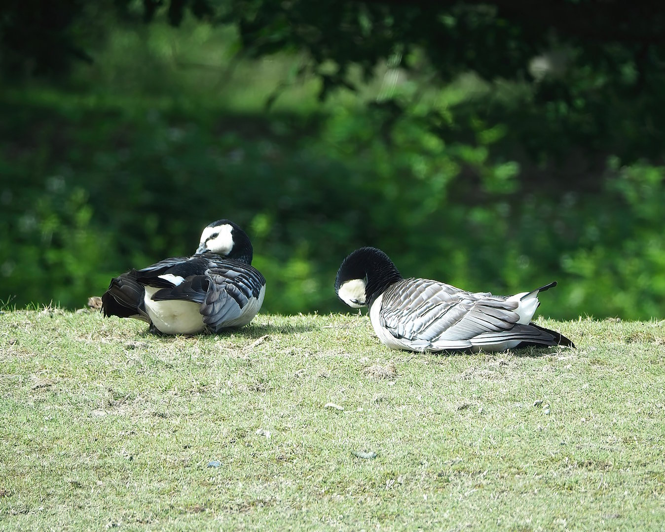 Wild Barnacle geese (Branta leucopsis), 2022-06-12