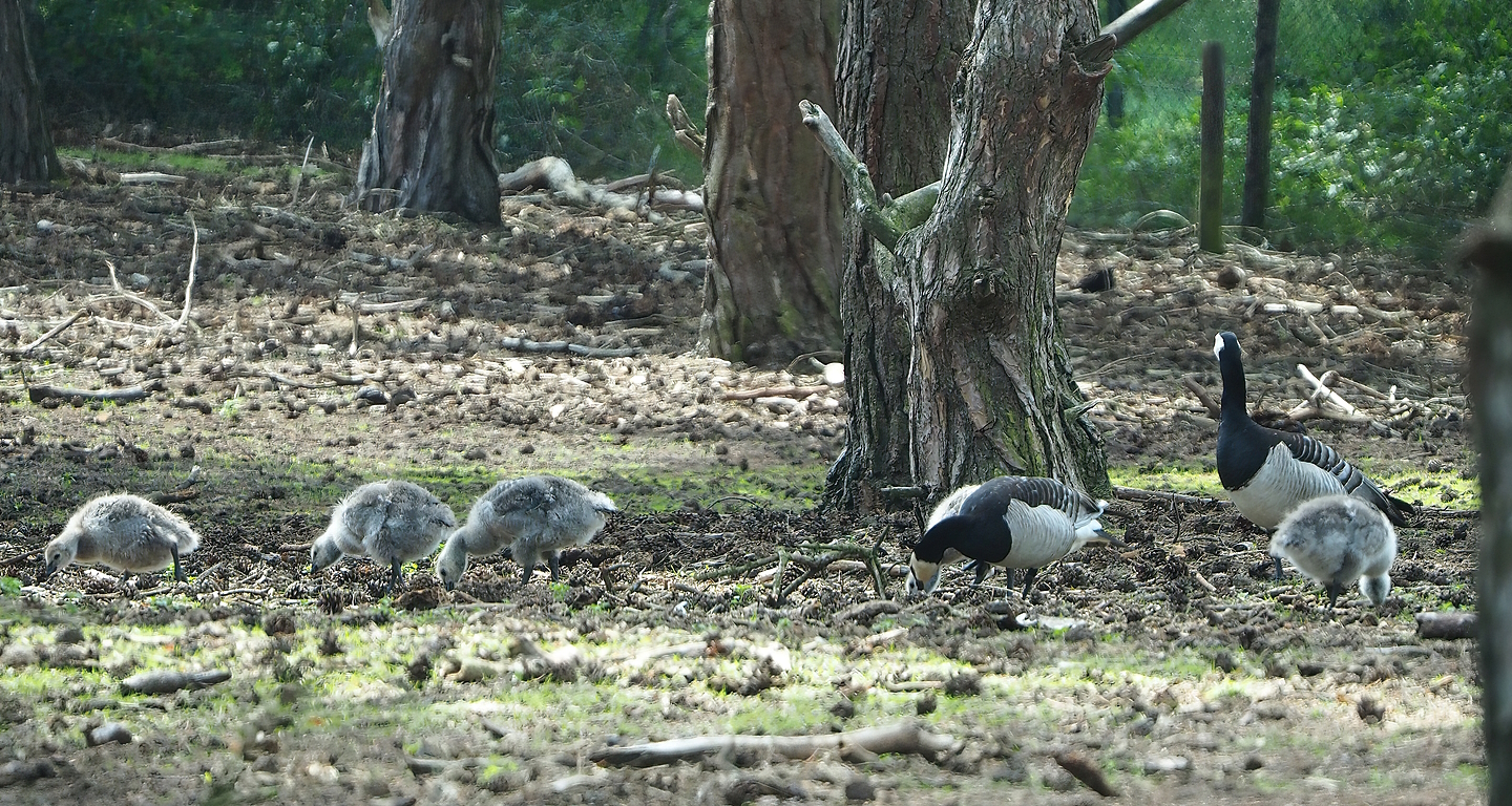 Wild Barnacle geese (Branta leucopsis), 2022-06-12