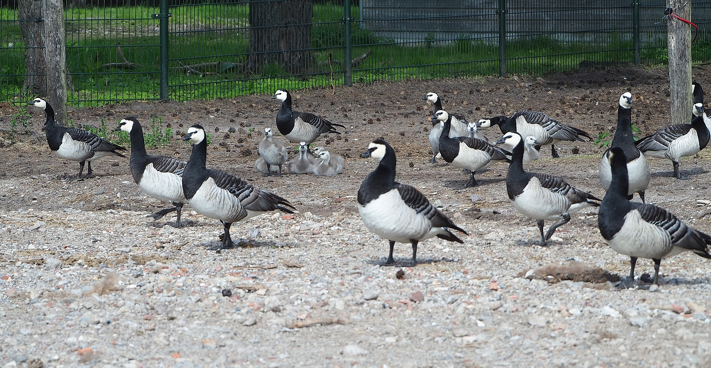 Wild Barnacle geese (Branta leucopsis), 2022-06-12