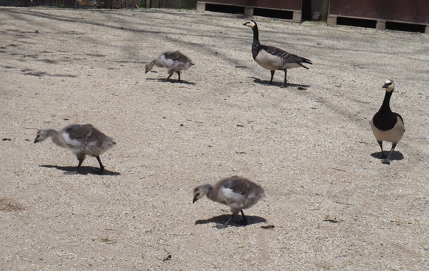 Wild Barnacle geese (Branta leucopsis), 2022-06-28
