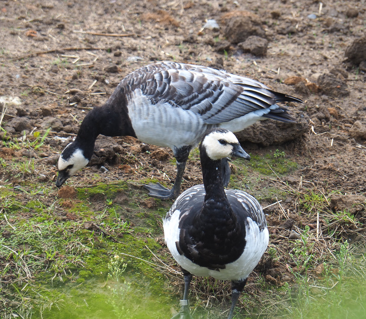 Wild Barnacle geese (Branta leucopsis), 2022-09-15