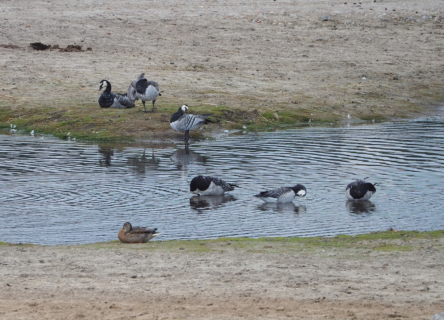 Wild Barnacle geese (Branta leucopsis), 2023-08-15