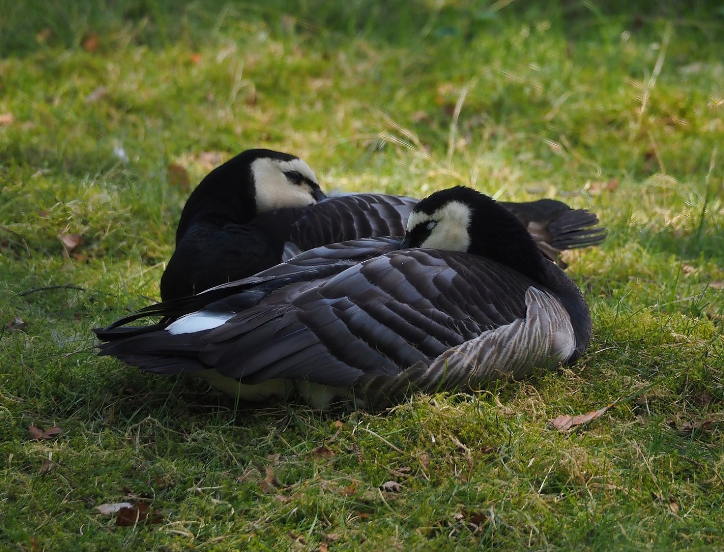 Wild Barnacle geese (Branta leucopsis), 2025-04-30