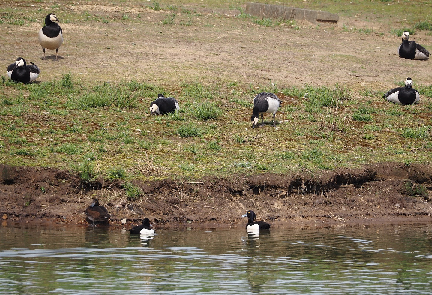 Wild Barnacle geese (Branta leucopsis) and Tufted ducks (Aythya fuligula), 2024-04-06