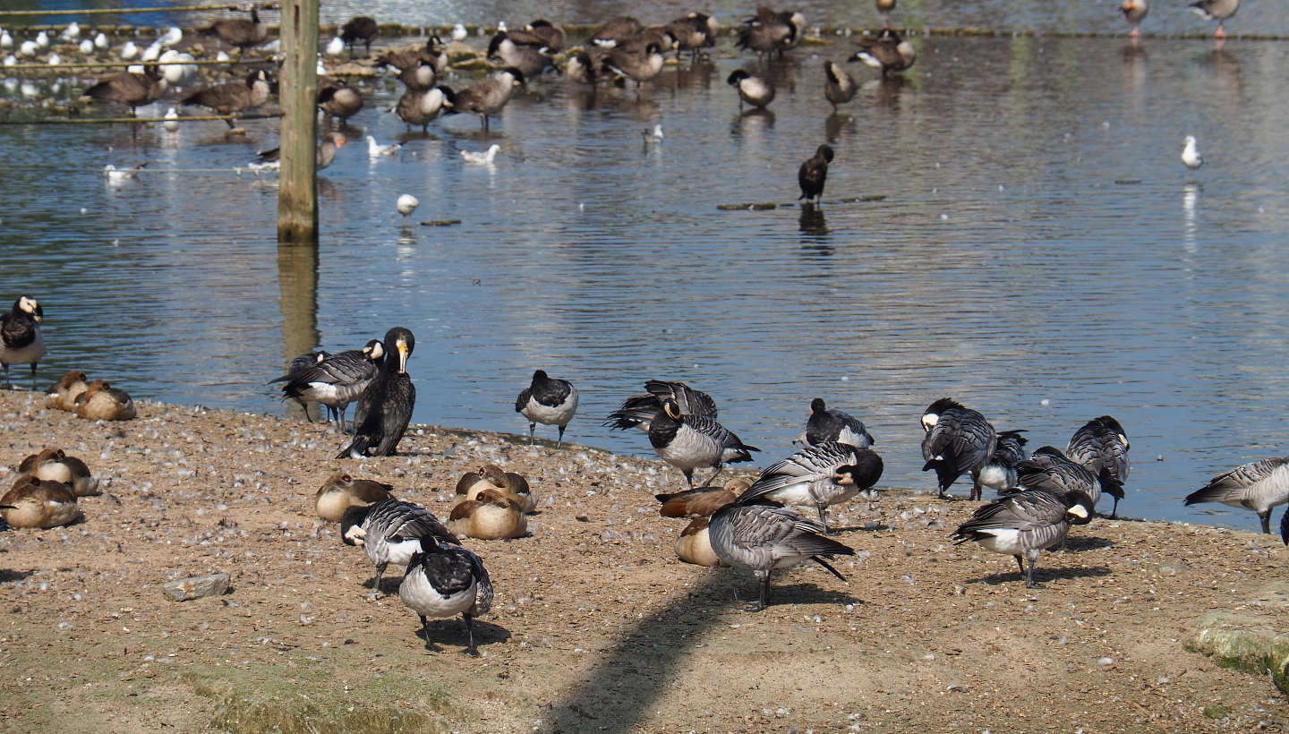Wild Barnacle geese (Branta leucopsis), Wild Great cormorant (Phalacrocorax carbo) and Feral Egyptian geese (Alopochen aegyptiaca) and  2021-09-02