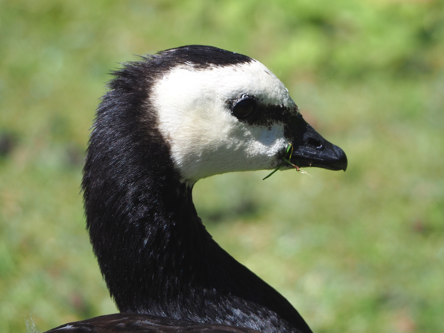 Wild Barnacle goose (Branta leucopsis), 2022-06-28