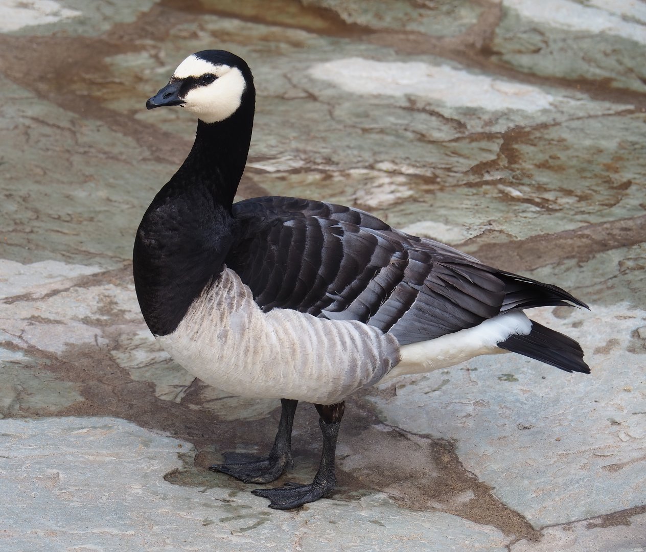 Wild Barnacle goose (Branta leucopsis), 2023-05-16