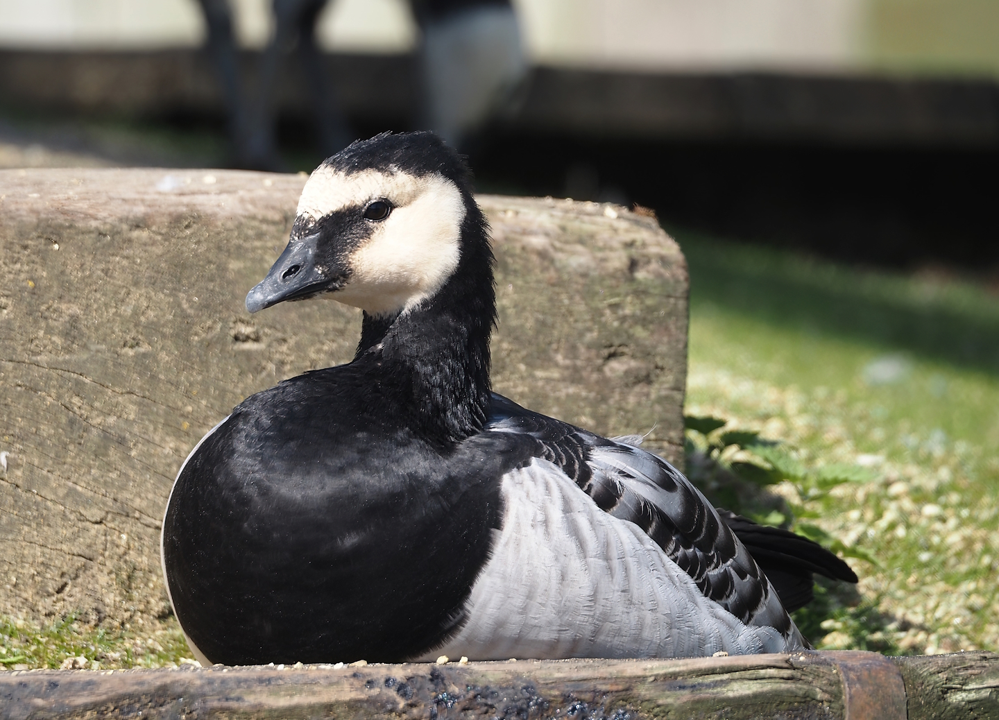 Wild Barnacle goose (Branta leucopsis), 2024-09-17