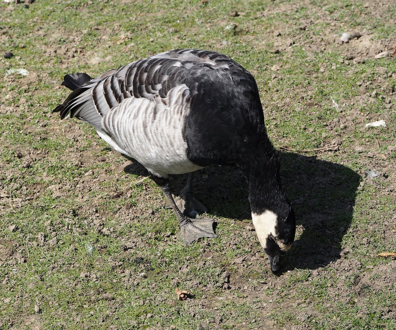 Wild Barnacle goose (Branta leucopsis), 2024-09-17