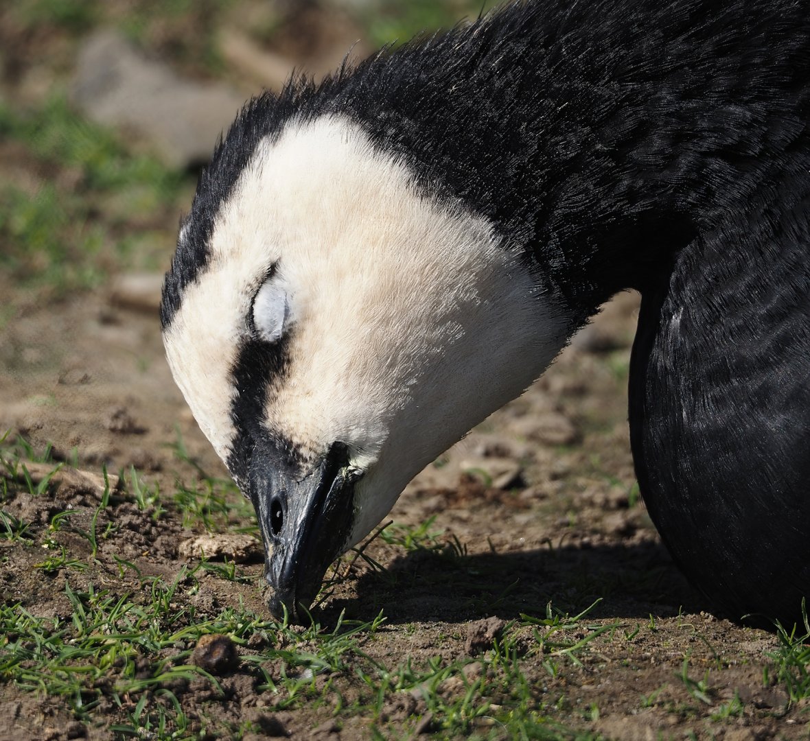 Wild Barnacle goose (Branta leucopsis), 2024-09-17