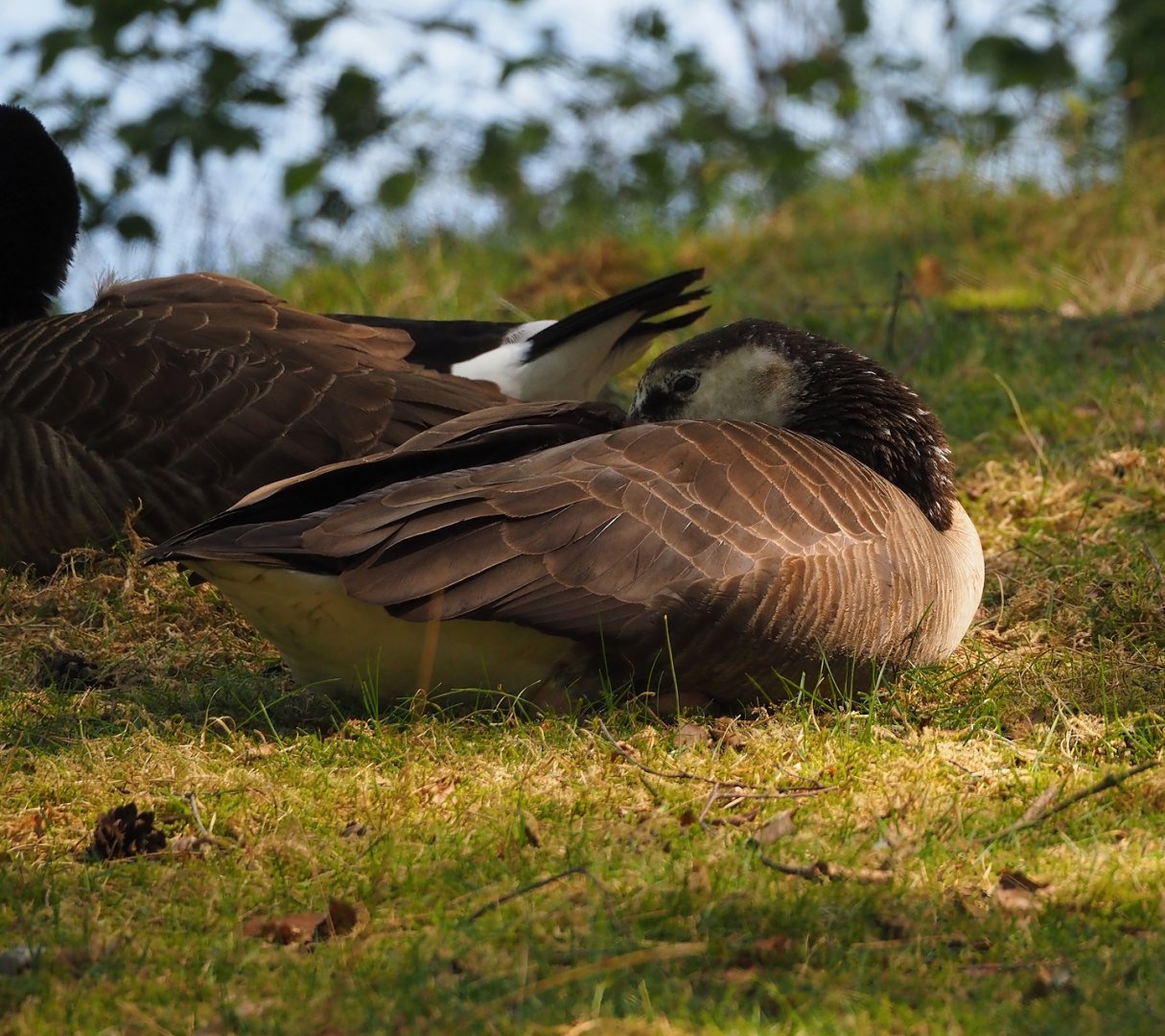 Wild Barnacle goose (Branta leucopsis) and Canada goose (B. canadensis) hybrid, 2025-04-30